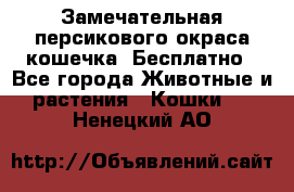 Замечательная персикового окраса кошечка. Бесплатно - Все города Животные и растения » Кошки   . Ненецкий АО